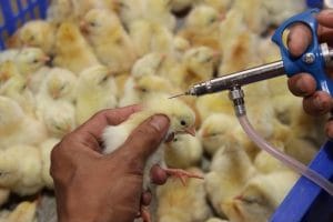Tiêm chủng để ngăn ngừa bệnh ở gà
