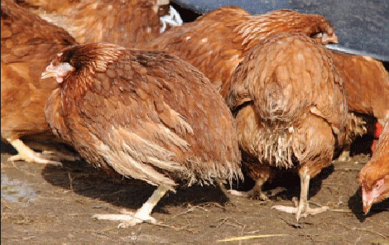 Khi mắc bệnh tụ huyết trùng ở gà, đàn gà của bà con có thể dẫn đến chết hàng loạt