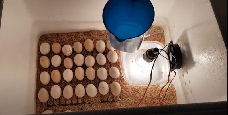 Những quả trứng đạt chuẩn được mang vào ấp đúng quy trình