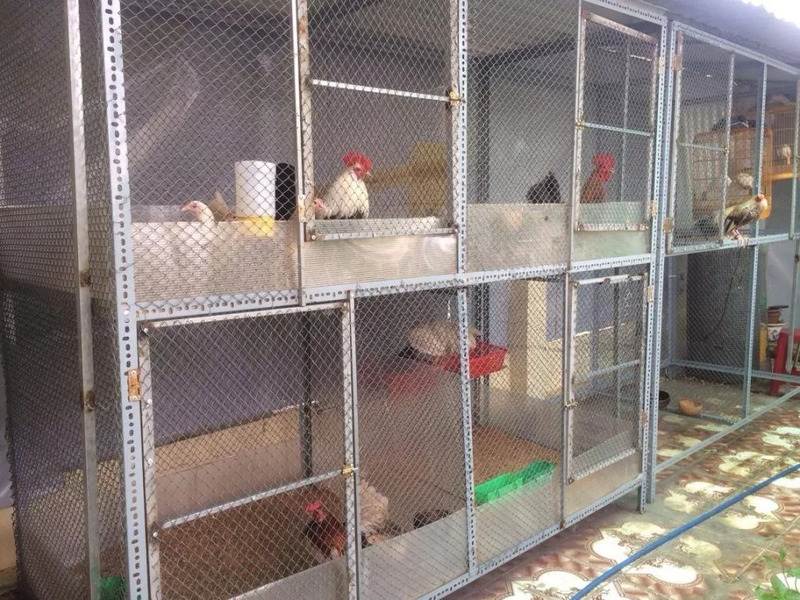 Mô hình nuôi gà chọi bằng chuồng 2 tầng đang được ứng dụng rộng rãi trên thị trường