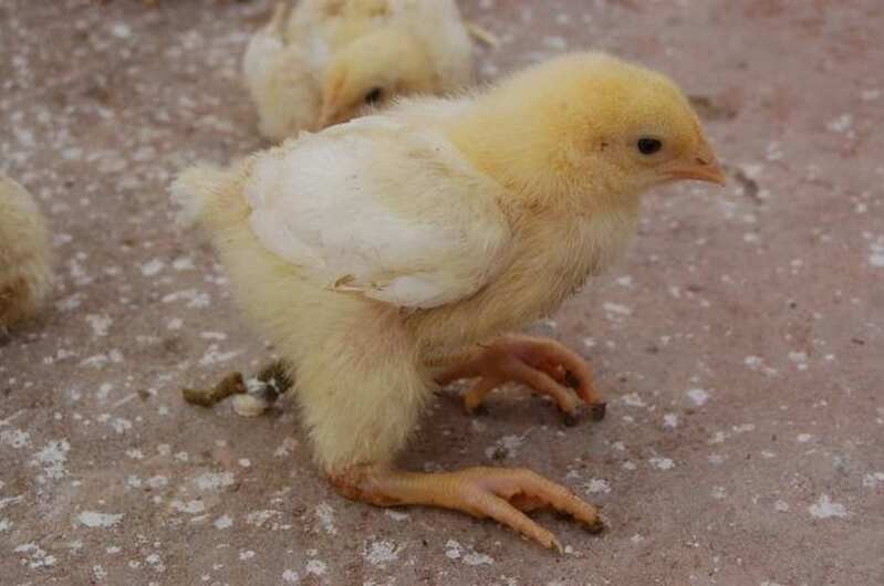 Nhắc đến một số bệnh thường gặp ở gà con, không thể không nhắc đến bệnh khoèo chân