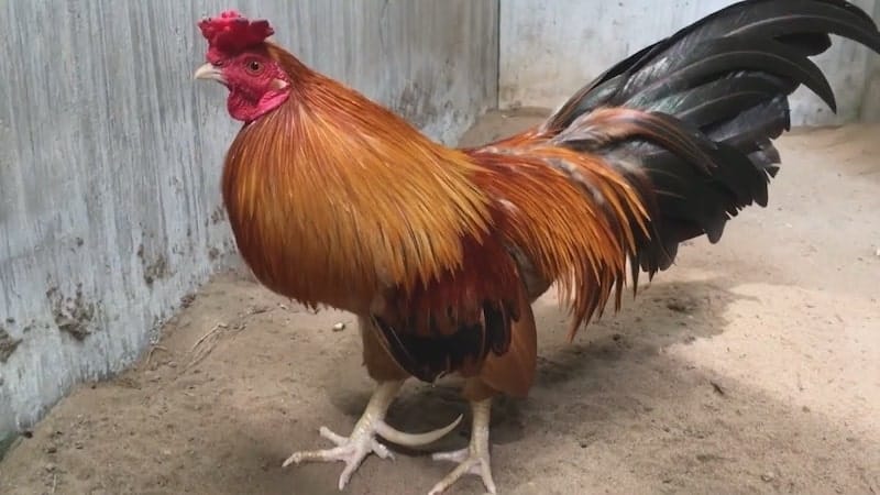 Vảy gà chọi độc có tác dụng như thế nào?