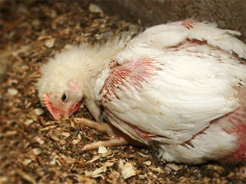 Sau khoảng 2 ngày đến một tuần, nếu không được điều trị kịp thời, gà có tỷ lệ chết lên tới 70 - 80%.
