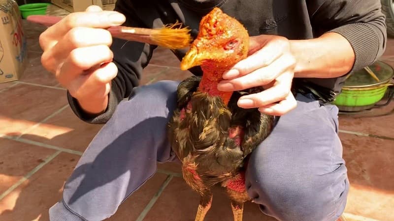 Cách nuôi gà chọi đỏ đẹp